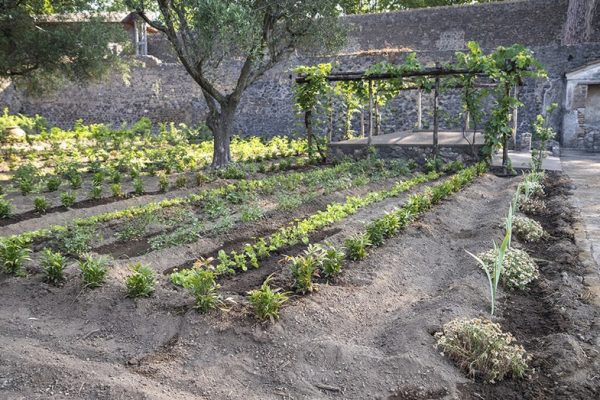 Vezüv Yanardağı Felaketinden 1900 Yıl Sonra Roma Dönemi Parfüm Bahçesi Yeniden Hayat Buldu